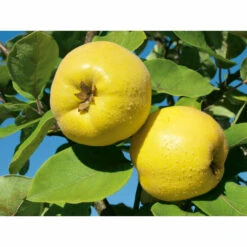 Weleda Neusspray Gencydo 5 Weleda Neusspray Gencydo -Metagenics Winkel 761884 3