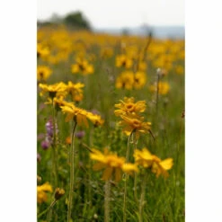 Weleda Badmelk Arnica Sport -Metagenics Winkel 980206 4 1