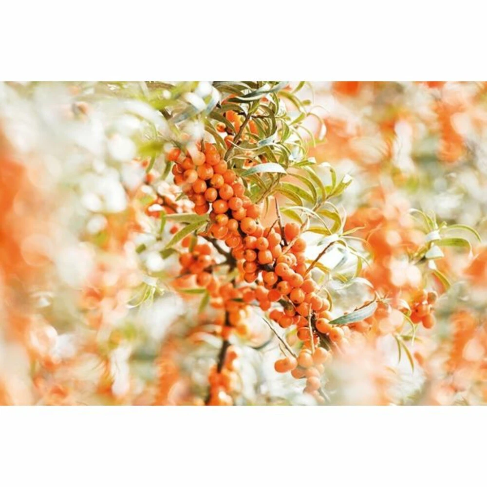 2x Weleda Elixer Bio Duindoorn 2 2x Weleda Elixer Bio Duindoorn - Afbeelding 2