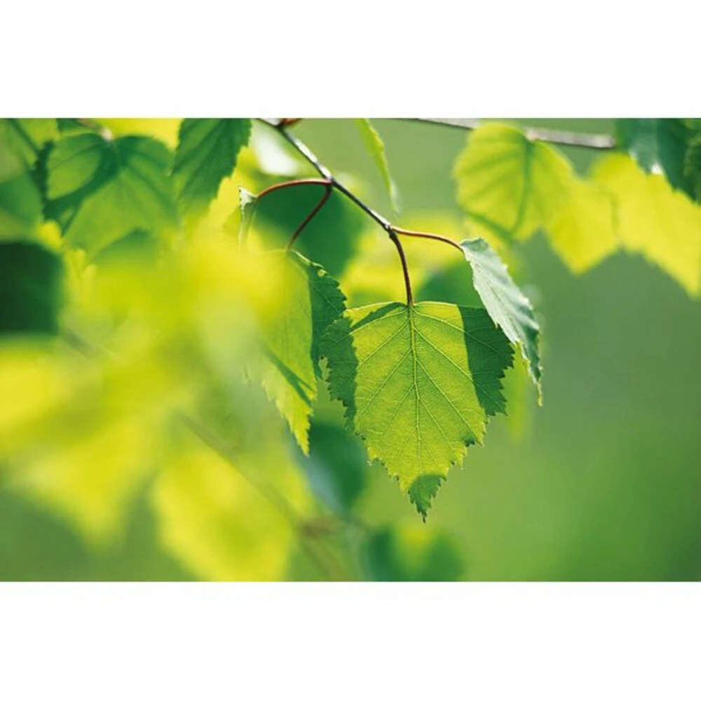 Weleda Berken Extract Bio 4 Weleda Berken Extract Bio - Afbeelding 4